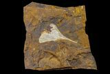 Fossil Ginkgo Leaf From North Dakota - Paleocene #156239-1